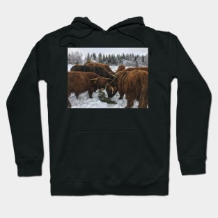 Scottish Highland Cattle Bulls 1916 Hoodie